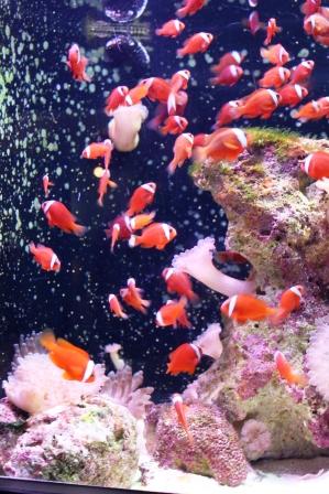 090209_anemonefish.jpg